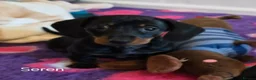 Miniature Dachshund dogs for sale: SMART KC REGISTERED FEMALE  - Advert 1