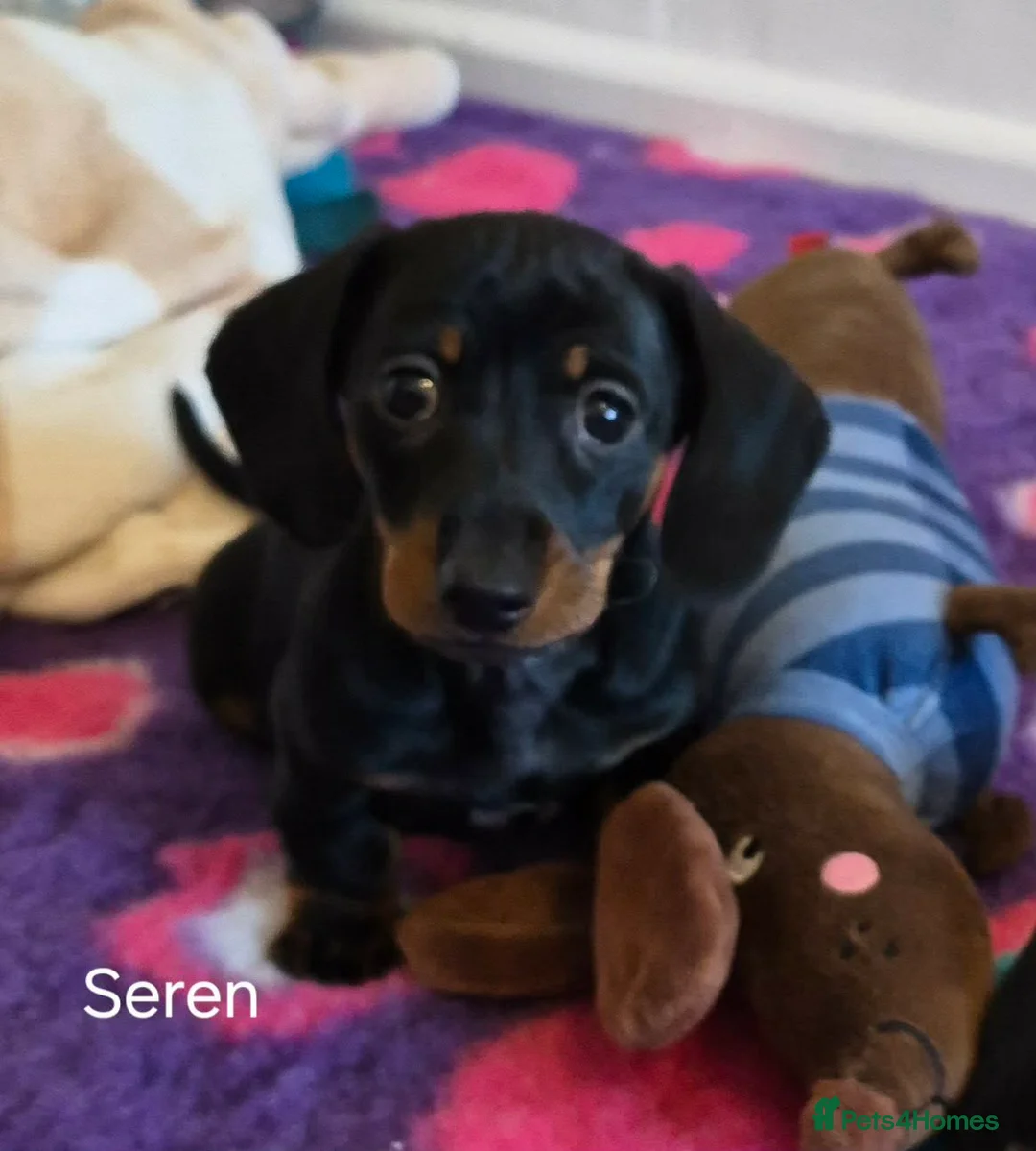 Miniature Dachshund dogs for sale: SMART KC REGISTERED FEMALE  - Advert 1