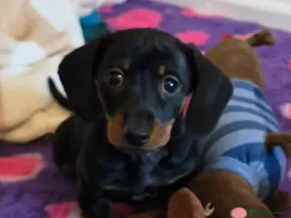 Miniature Dachshund dogs SMART KC REGISTERED FEMALE - Advert 2