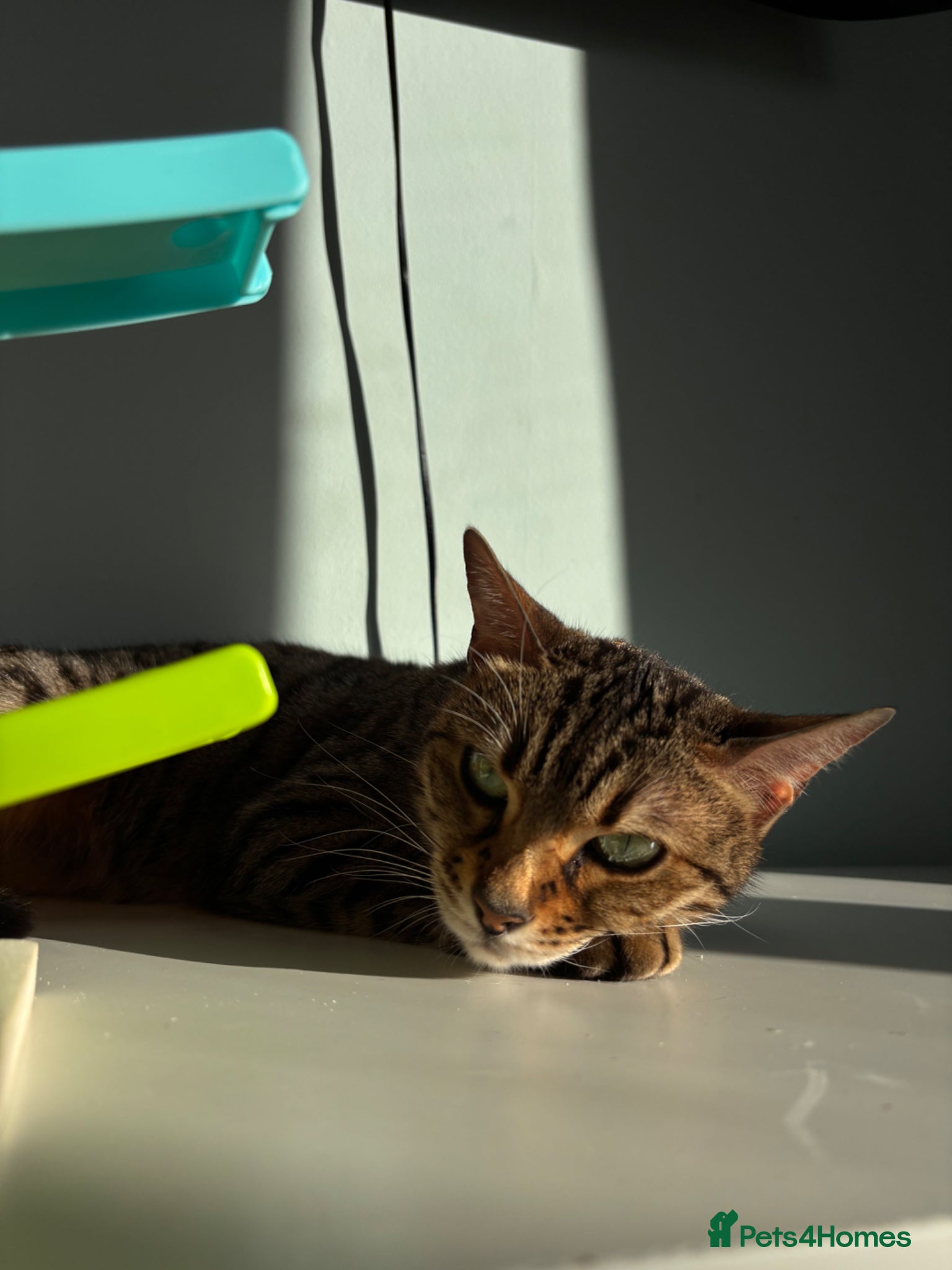 Bengal cats Miss Coco - Advert 1