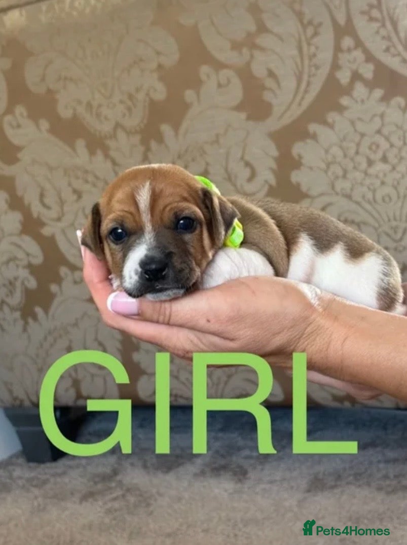 Jack Russell dogs Miniature jack Russell’s  - Advert 1