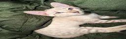 Bengal cats for sale:  Snow Lynx bengal  - Advert 8