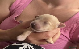 Maltipoo dogs for sale: F1 TINY TOY MALTIPOOS🩷health tested clear parents - Image 6