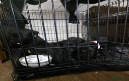 Staffordshire Bull Terrier dogs for sale: Staffordshire bull terrier puppies  - Image 7