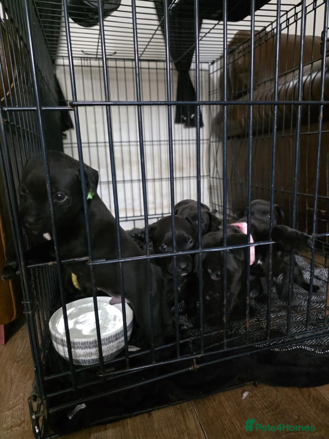Staffordshire Bull Terrier dogs for sale: Staffordshire bull terrier puppies  - Image 7