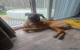 Mixed Breed dogs for sale: Belgian mali x Cane Corso - Image 8