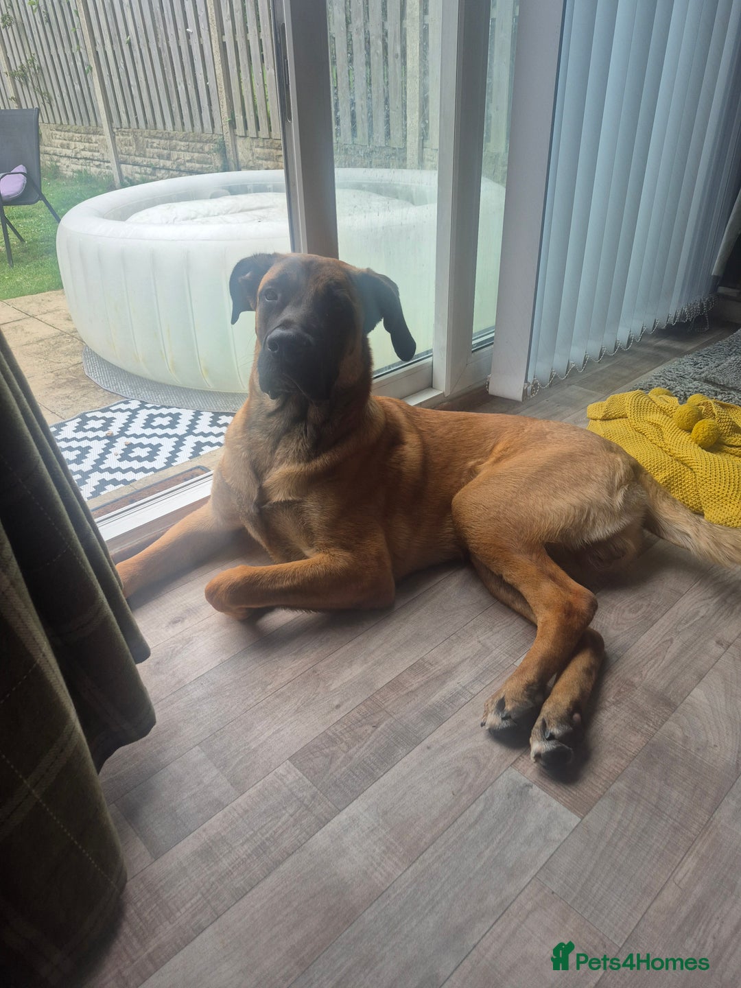 Mixed Breed dogs for sale: Belgian mali x Cane Corso - Image 8