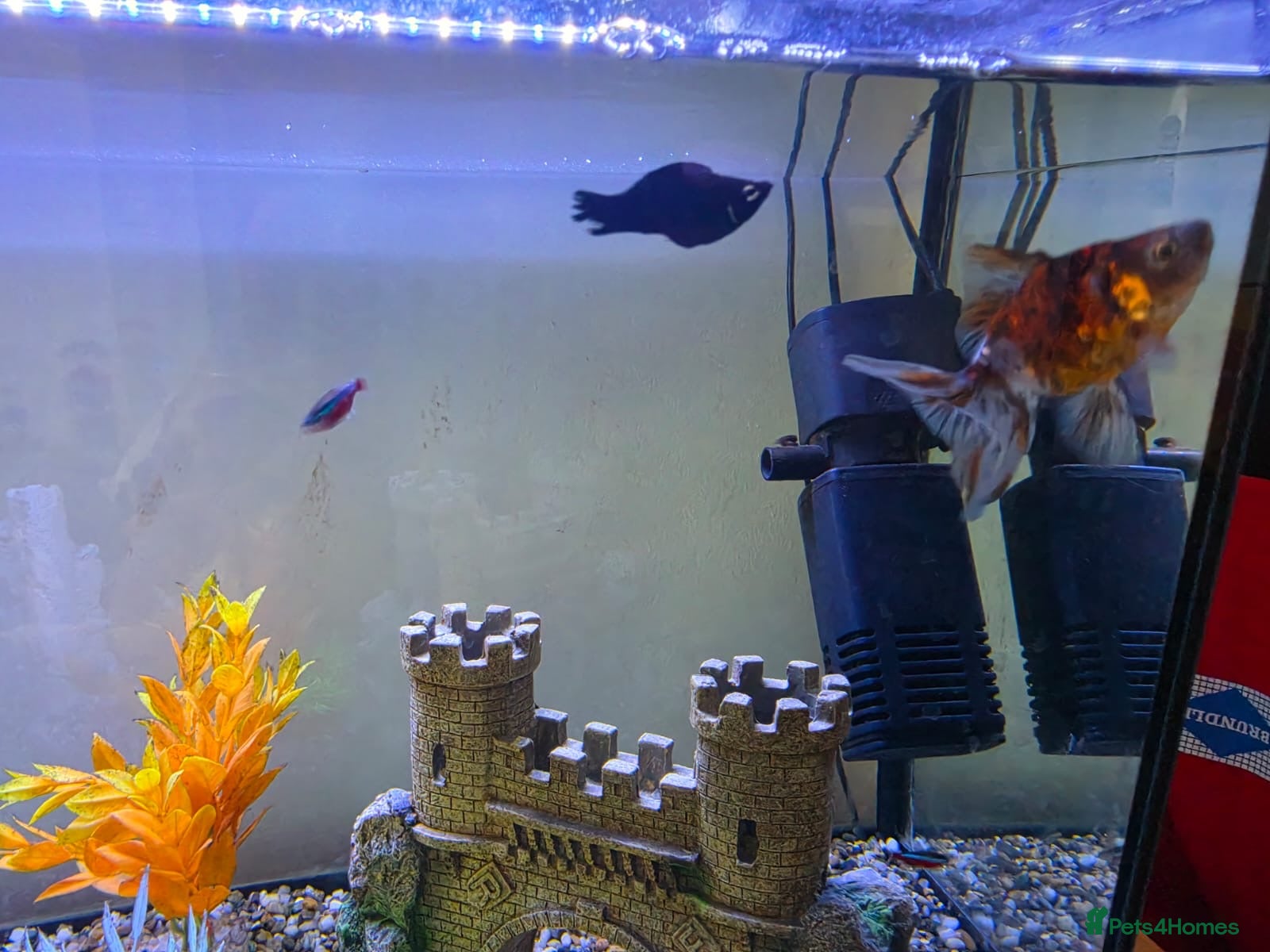 Mollies fish Goldfish, Mollies, Tetras - Free to collect  - Advert 1