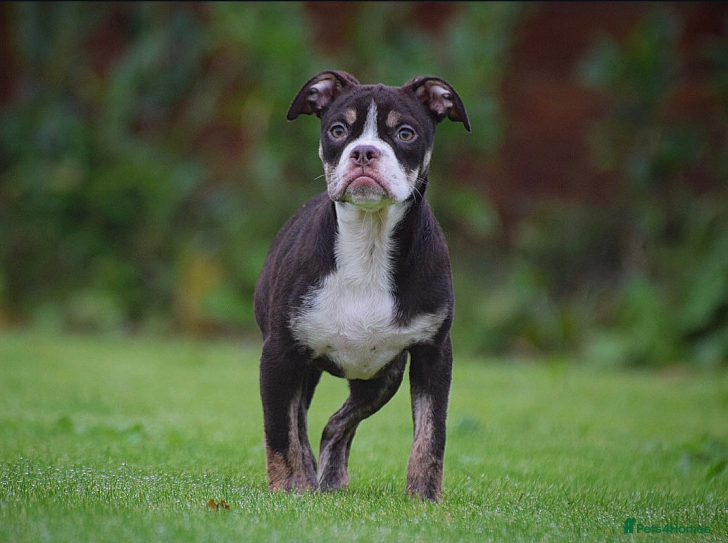 Olde English Bulldogge dogs COUNCIL APPROVED 5⭐️RATED.. 23 YEARS EXPERIENCE  - Advert 9