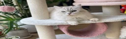 Ragdoll cats for sale: Fluffy Ragdoll kittens, 3 beautiful boys   - Advert 3