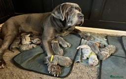 Cane Corso dogs for sale: Cane Corso Puppies  - Image 4