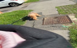 Cockapoo dogs for sale: Nova the Cockapoo  - Image 4