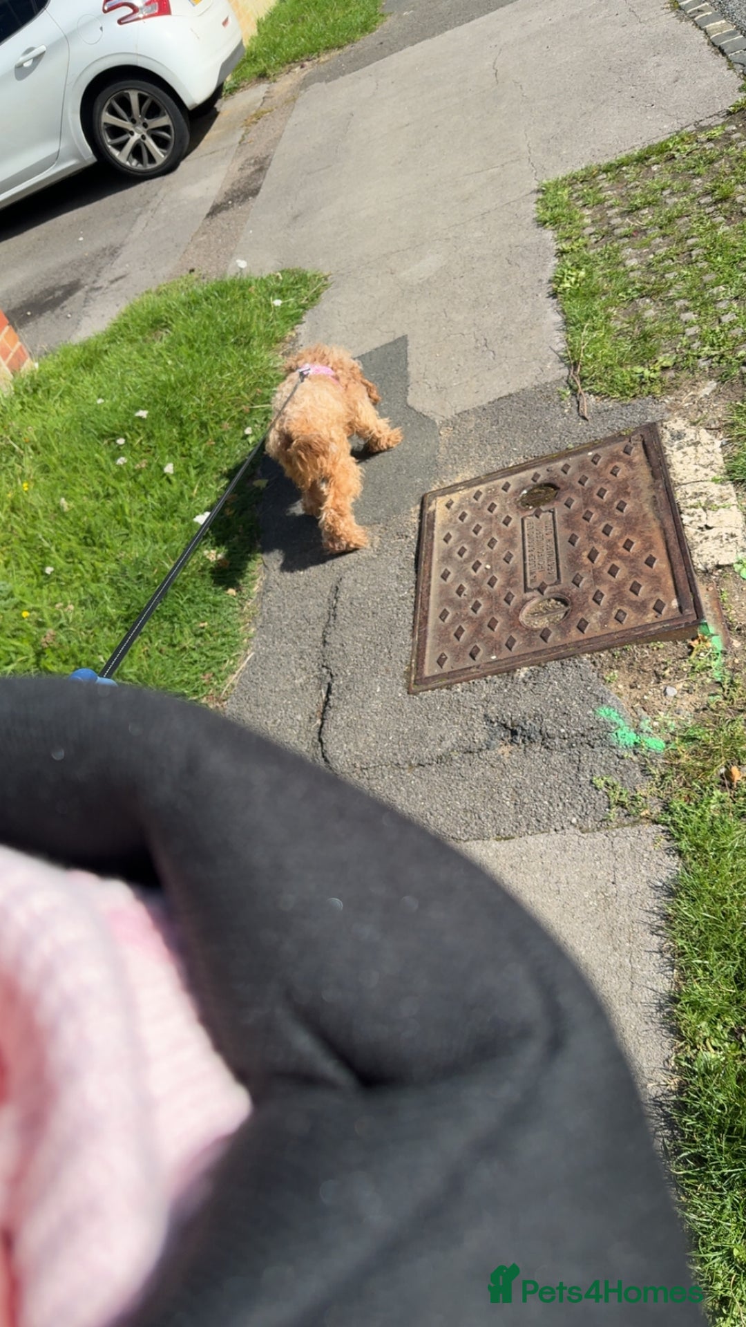 Cockapoo dogs for sale: Nova the Cockapoo  - Image 4