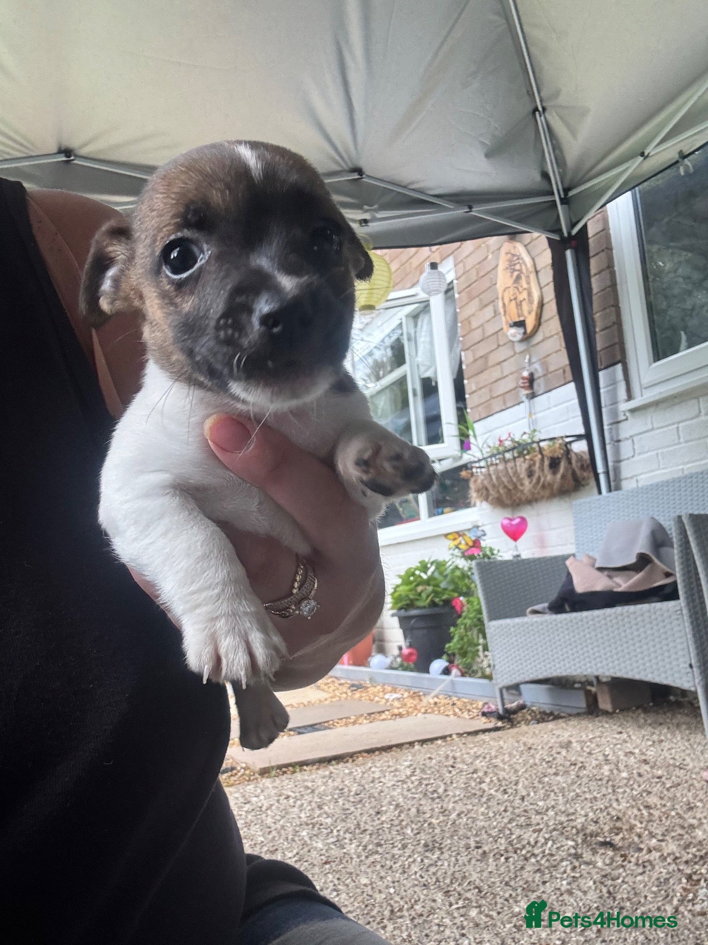 Jack Russell dogs 1 Jack Russell puppys left girl left  - Advert 2