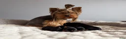 Yorkshire Terrier dogs for sale: Beautiful Yorkshire Terrier Puppies KC reg. - Advert 3