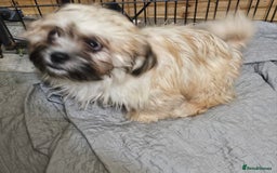 Zuchon dogs for sale: Male zuchon puppy 4mths - Image 2