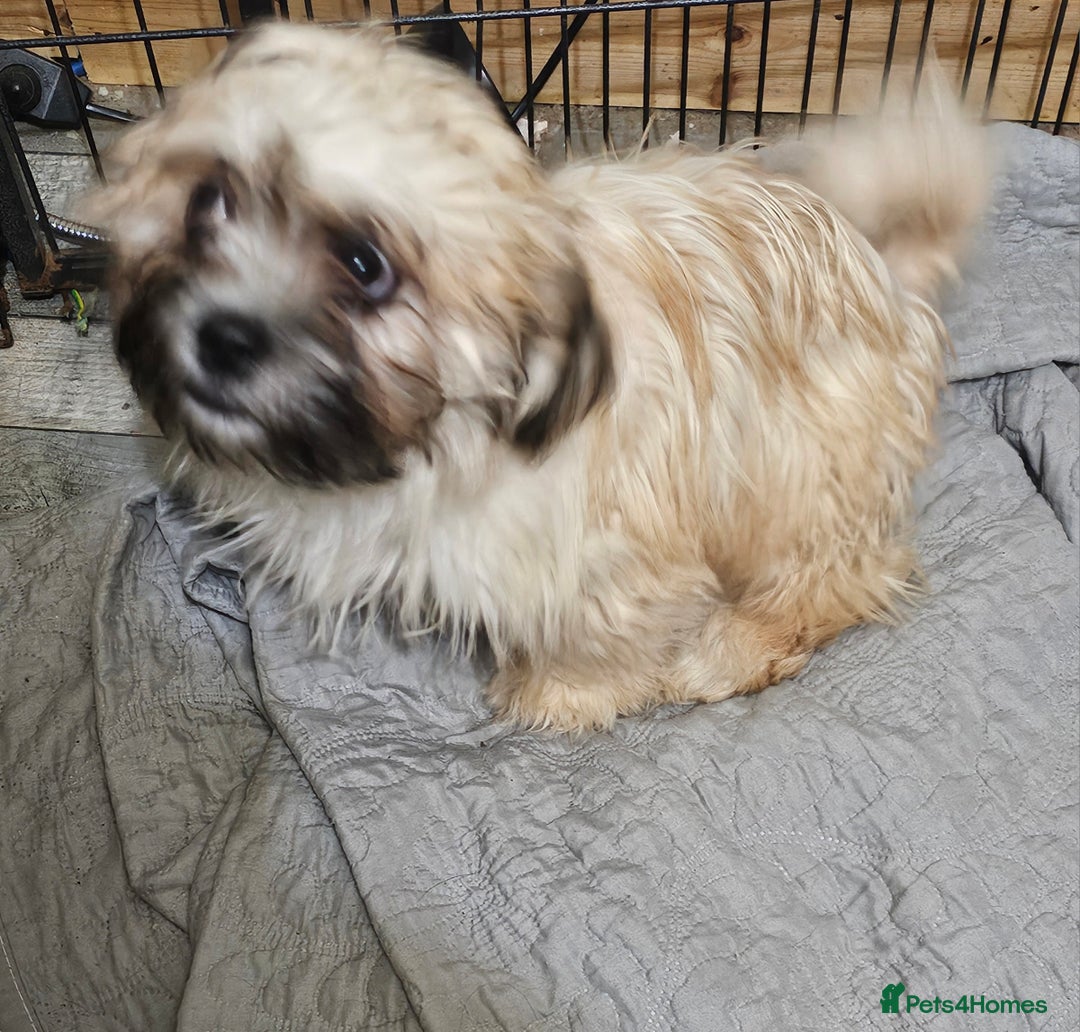 Zuchon dogs for sale: Male zuchon puppy 4mths - Image 2