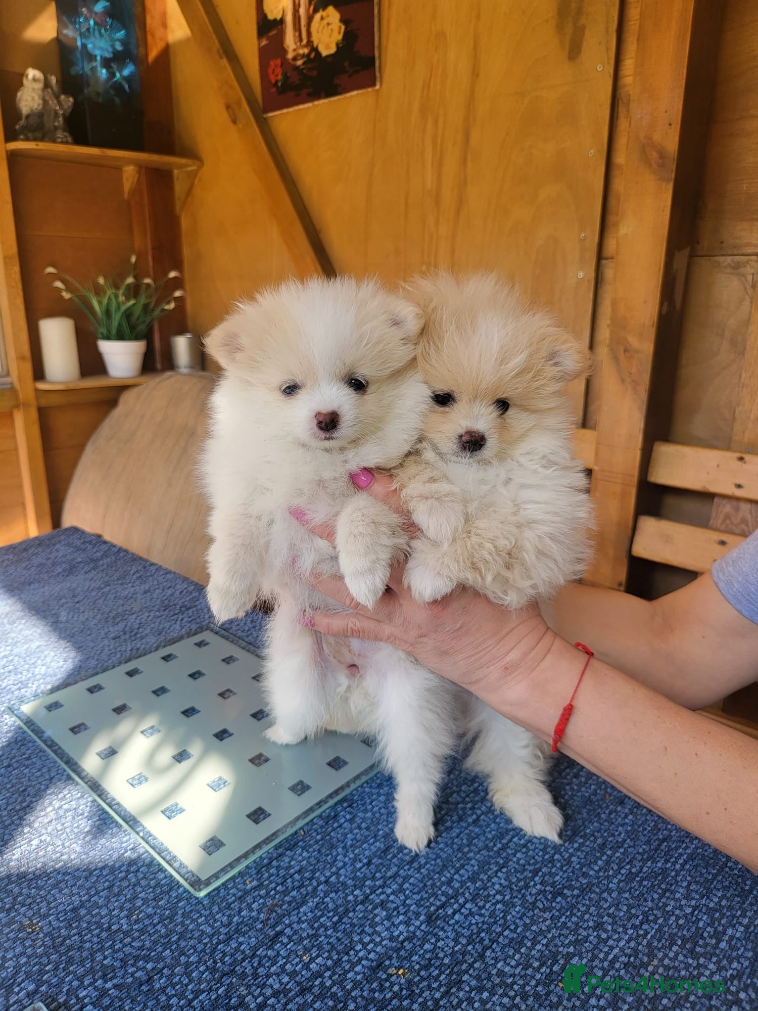 Pomeranian dogs Pomeranian Puppies - Advert 15