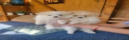Pomeranian dogs for sale: Pomeranian Puppies in Hayes - Advert 2
