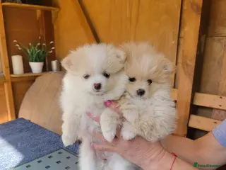 Pomeranian dogs Pomeranian Puppies - Advert 4