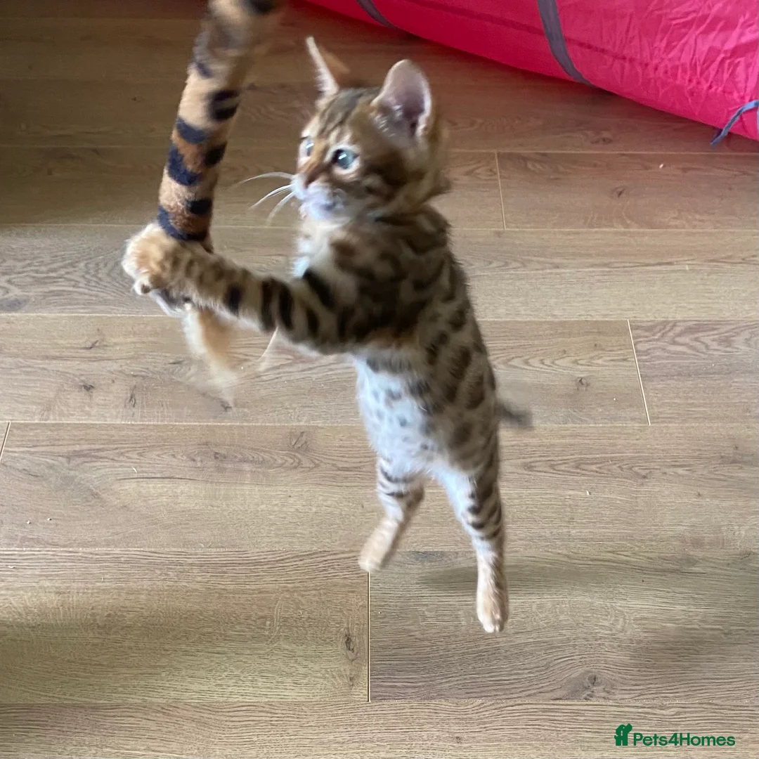 Bengal cats for sale: Nevaeh Bengals — Premium UK Bengal Breeder - Advert 2