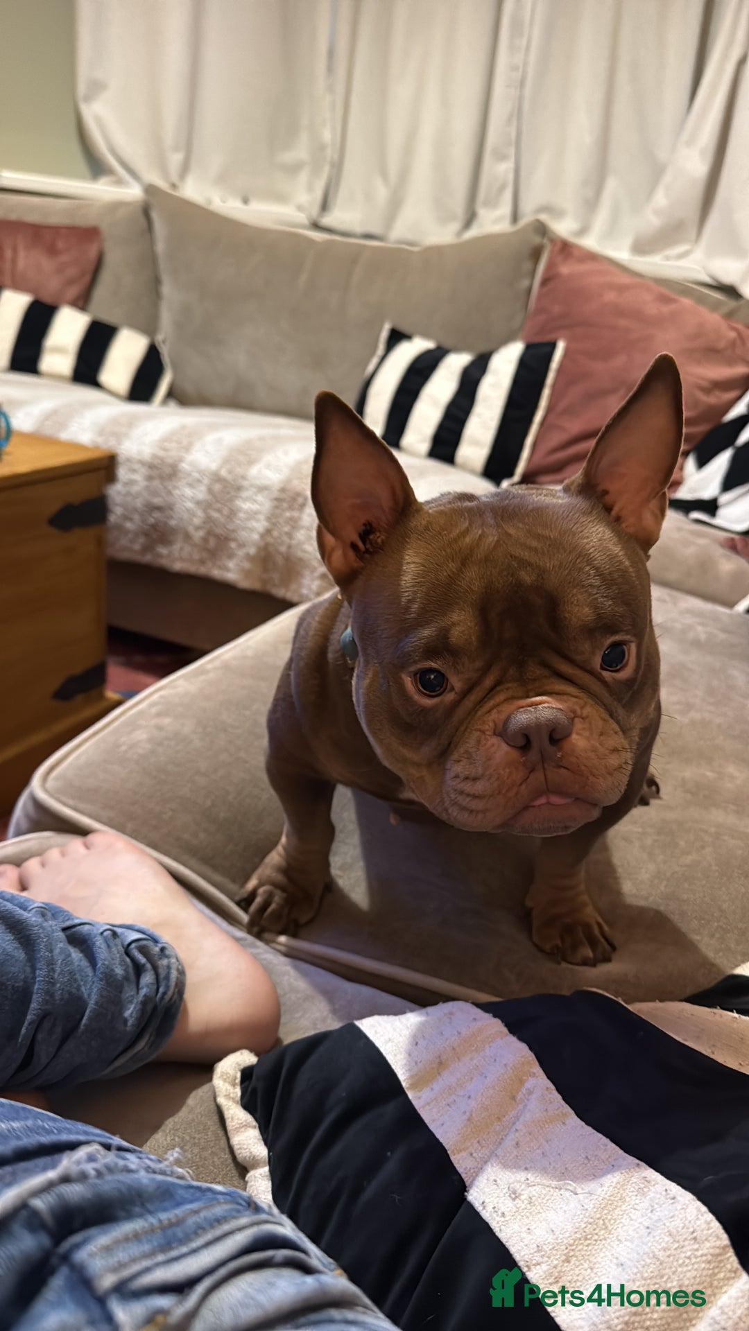 Mixed Breed dogs for sale: Nano bully  - Advert 1