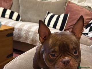 Mixed Breed dogs Nano bully - Advert 10