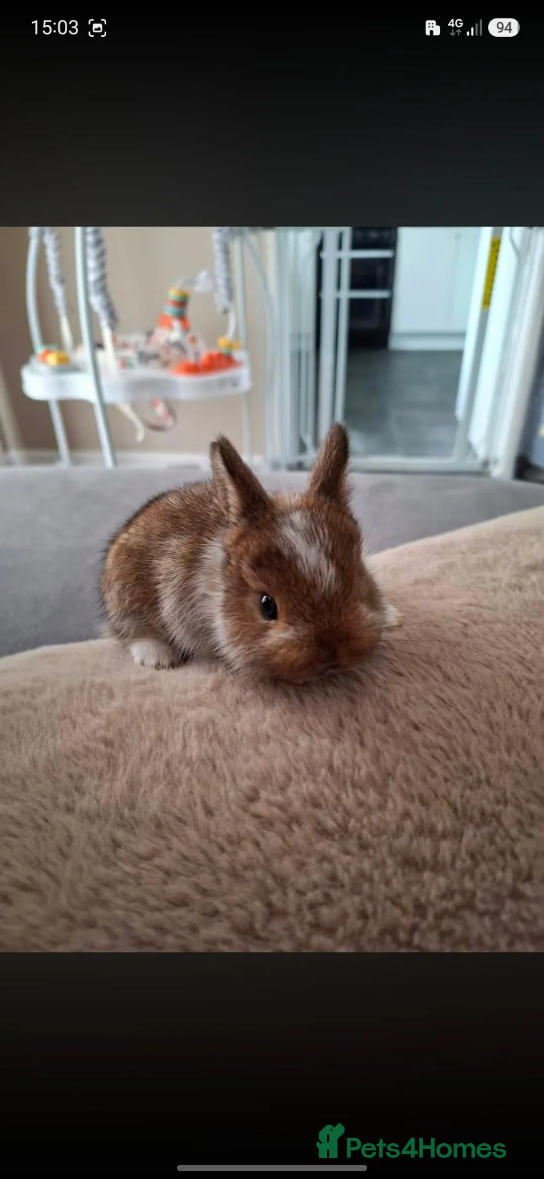 Mini Lop rabbits for sale: Rabbit  in Burton-on-Trent - Advert 2