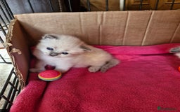 Ragdoll cats for sale: Ragdoll Kittens Available  - Image 20