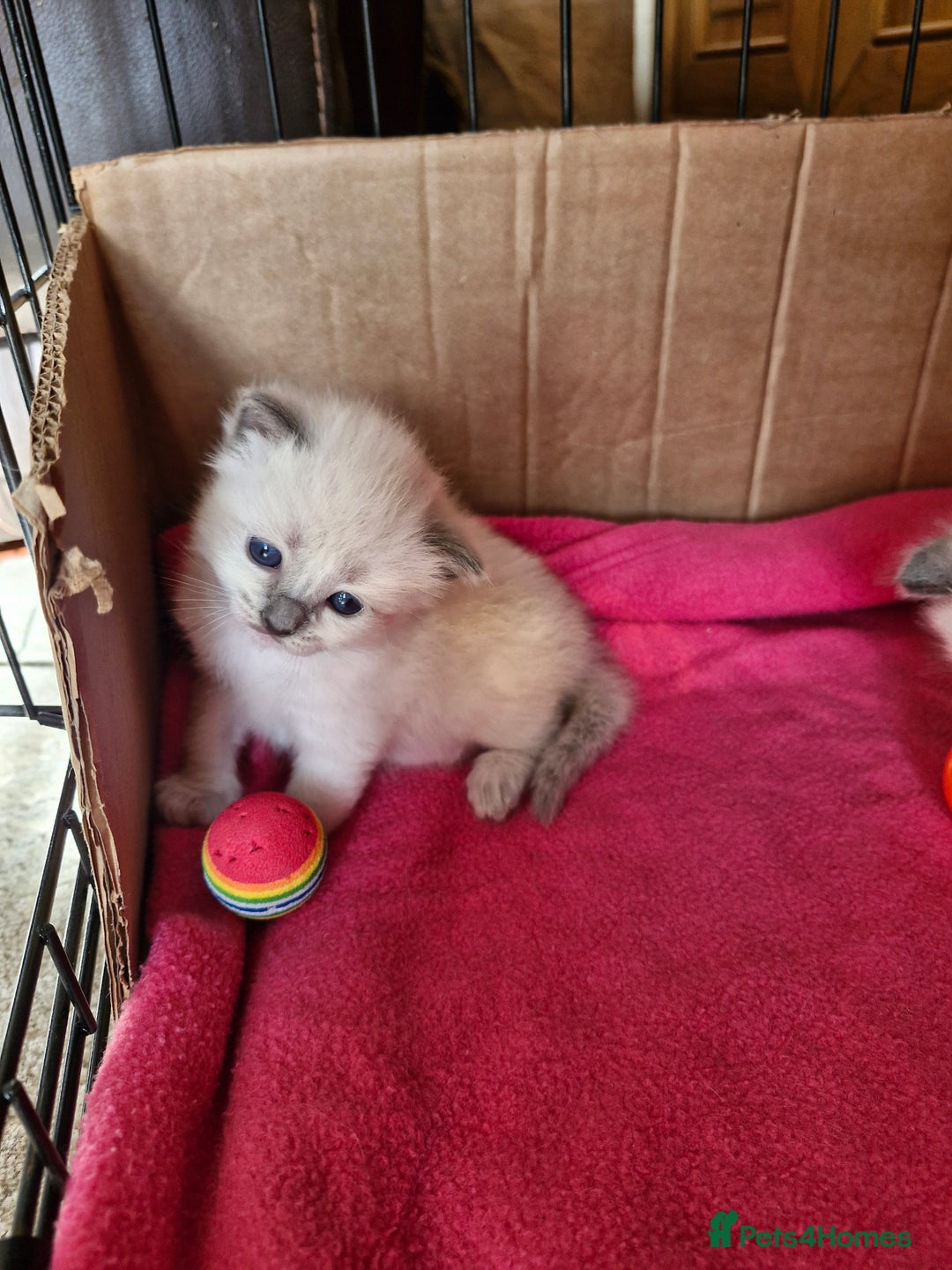 Ragdoll cats for sale: Ragdoll Kittens Available  - Image 20