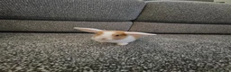 Mini Lop rabbits for sale: Mini lop rabbits for sale - Advert 9