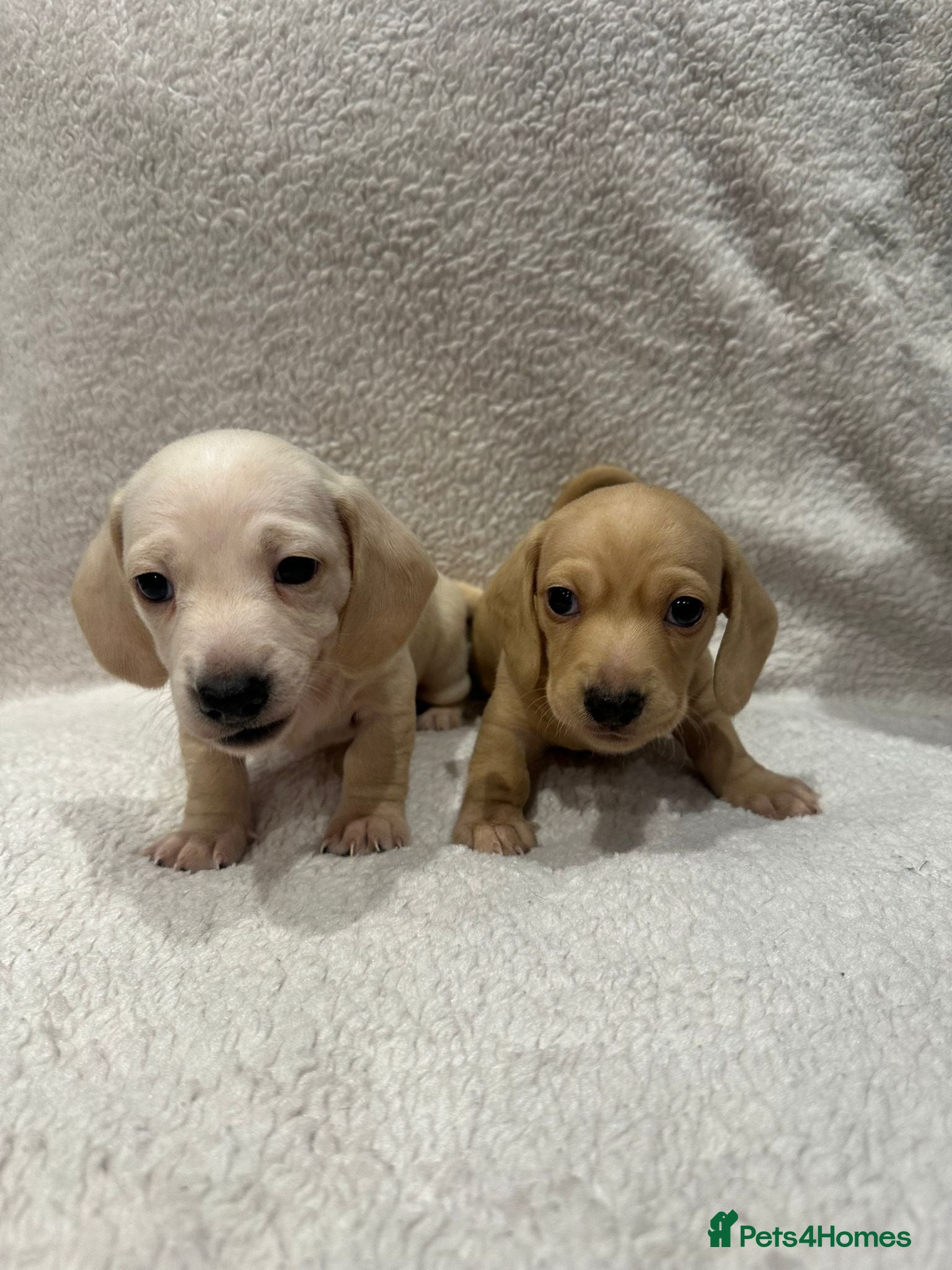 Miniature Dachshund dogs KC registered Miniature Dachshund Long & smooth  - Advert 2