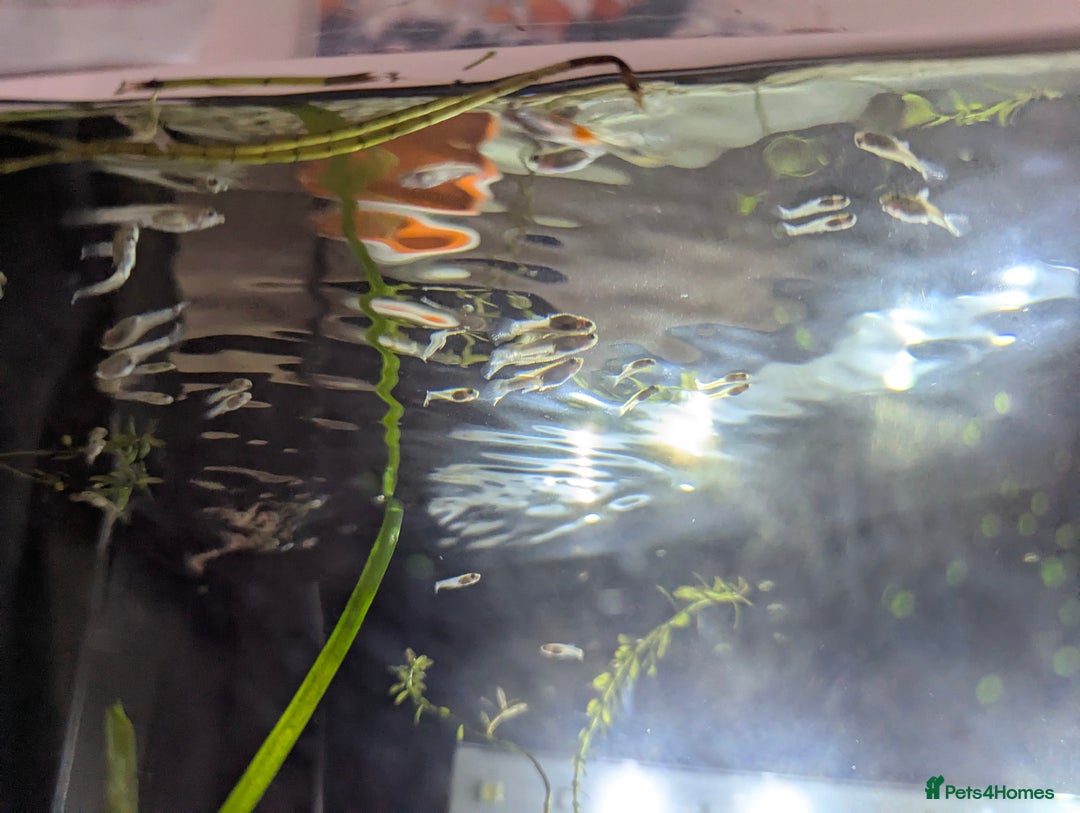 Other/Mixed Breed fish for sale: BABY GUPPIES 50p EACH - Image 2