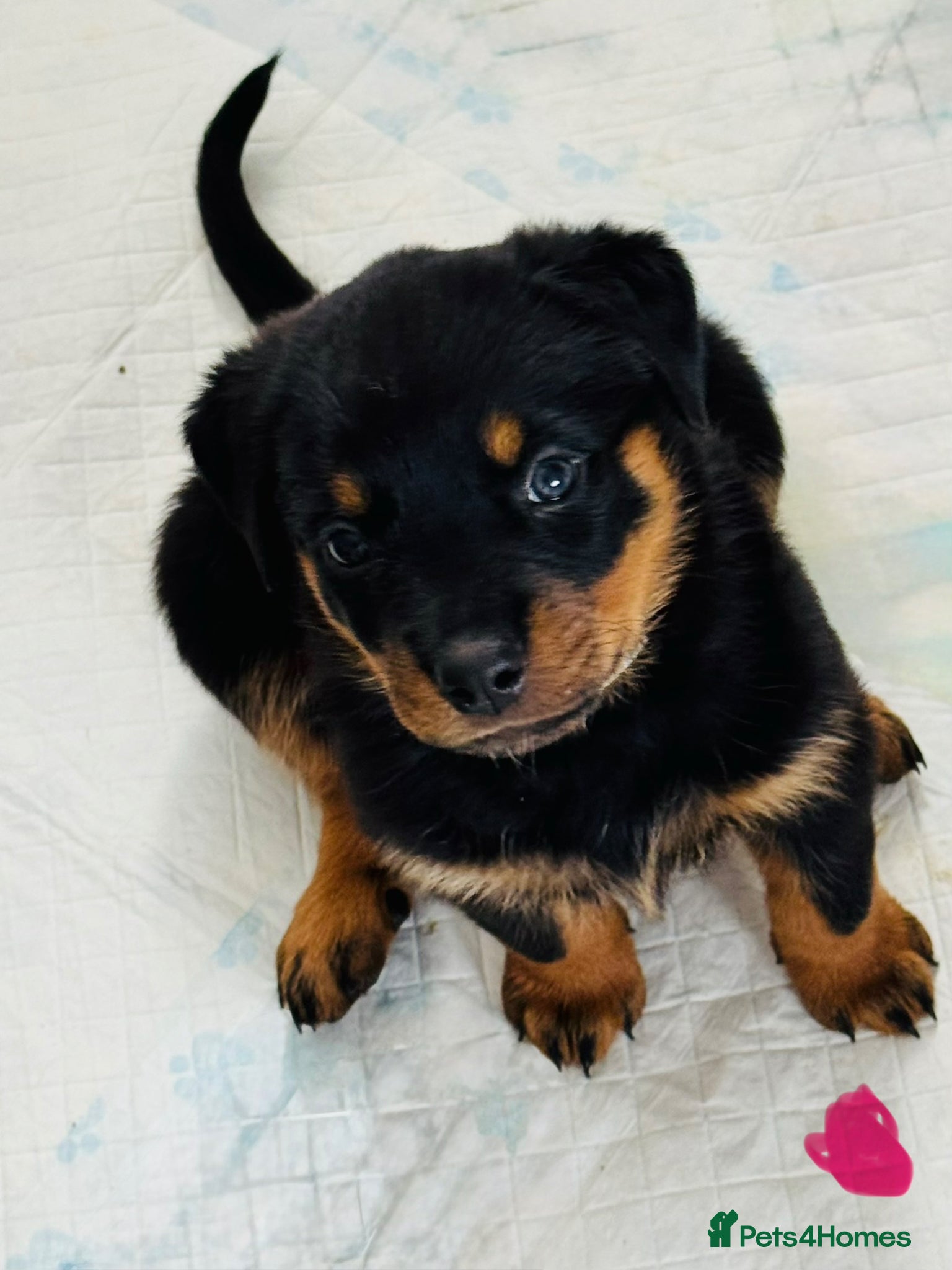 Rottweiler dogs for sale: Pedigree Rottweiler puppies for sale - Advert 8
