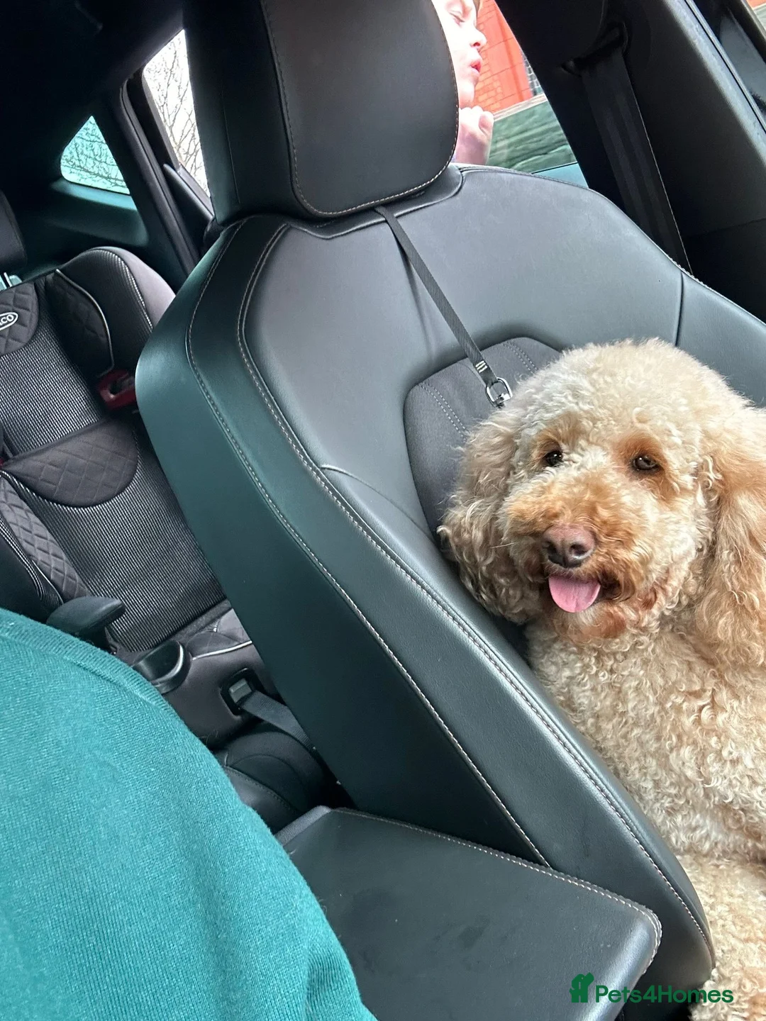 Cockapoo dogs for sale: Beautiful puppies  in Liverpool - Advert 2