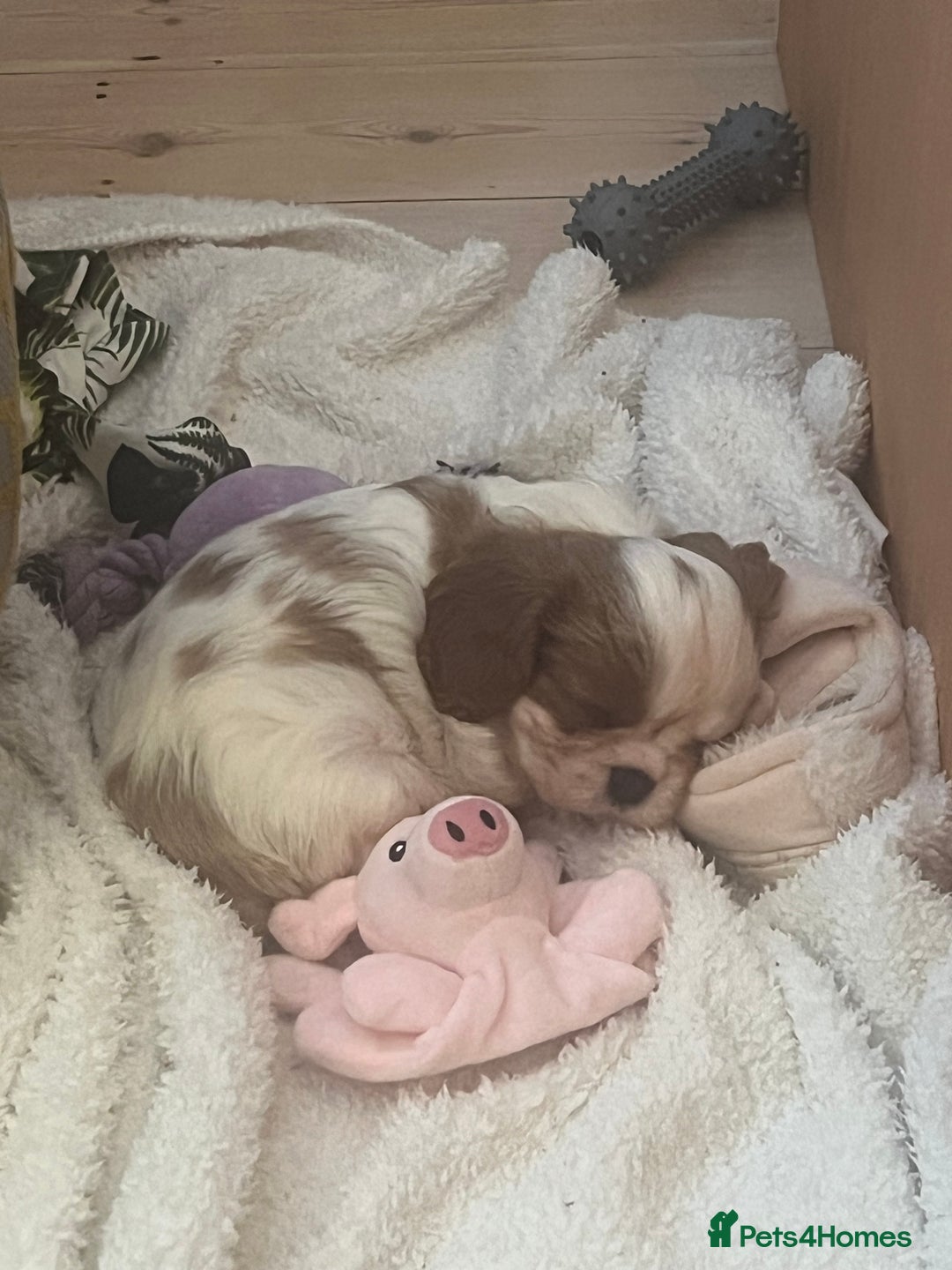 Cavalier King Charles Spaniel dogs for sale: Singleton Blenheim Cavalier Boy – Family Raised - Advert 24
