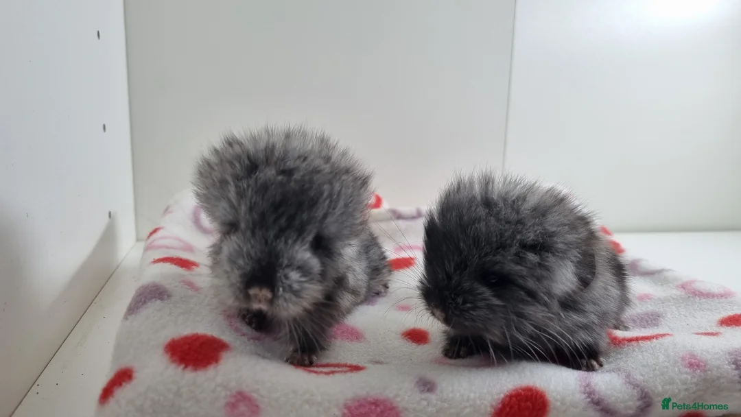 Chinchilla rodents for sale: Ebony angora male chinchillas - Advert 7