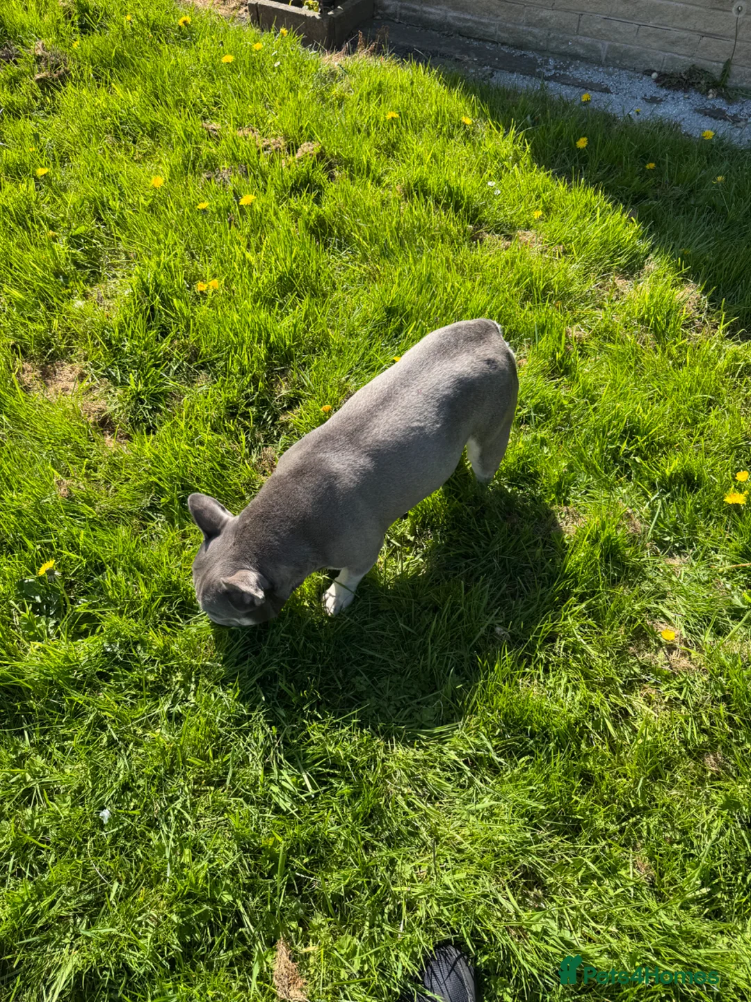 French Bulldog dogs for sale: French bulldog  - Advert 5