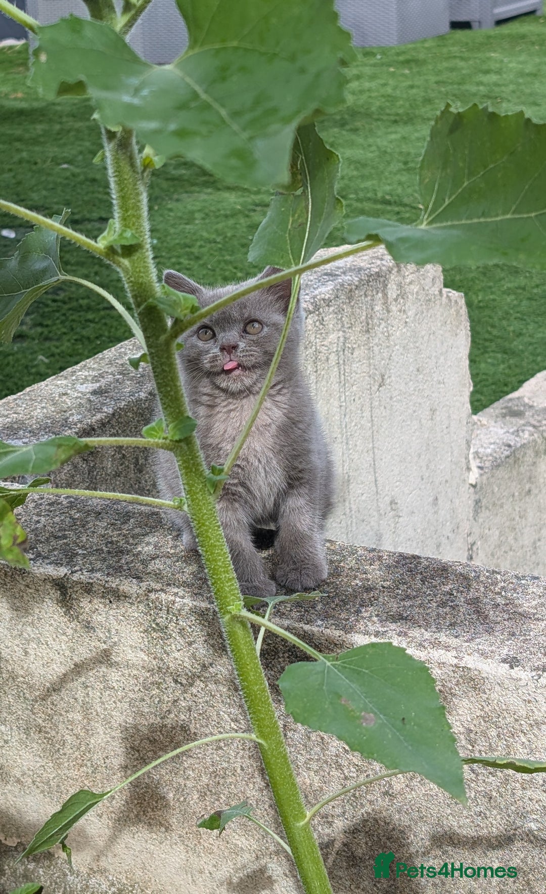 British Shorthair cats for sale: Beautiful female kitten  - Image 2