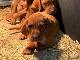 Hungarian Vizsla dogs KC Registered Hungarian Vizsla puppies - Advert 10