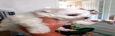 Maltese 1
