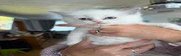Ragdoll cats for sale: Beautiful blue point and bicolour ragdoll kittens - Advert 21