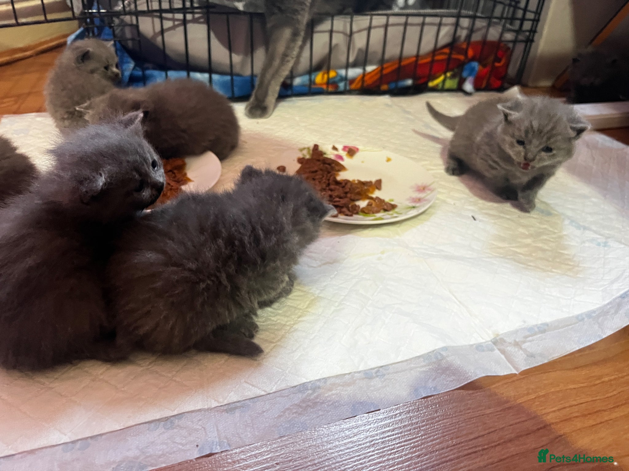 British Shorthair cats 7 British short hair kittens is looking for home  - Advert 2