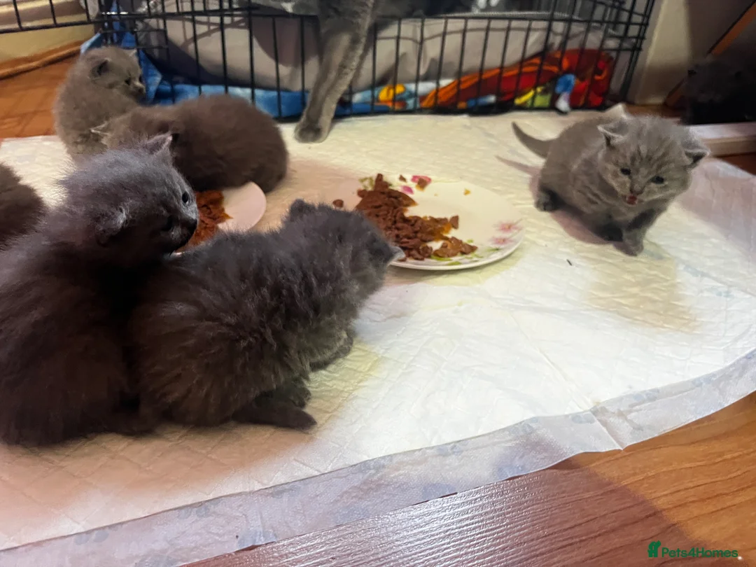 British Shorthair cats for sale: 7 British short hair kittens is looking for home  - Advert 2