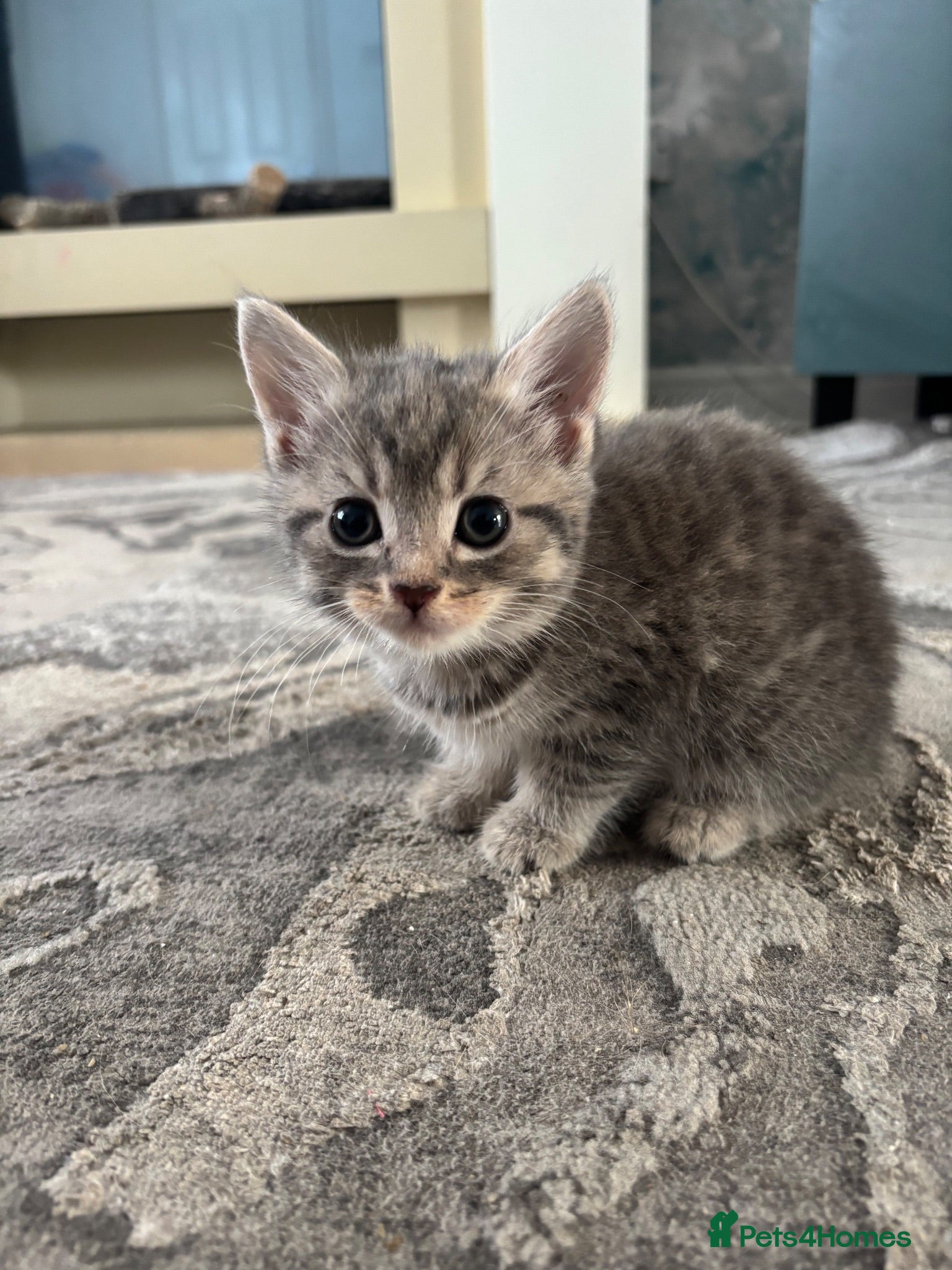 British Shorthair cats Grey, beautiful British shorthair cross kirtens - Advert 15