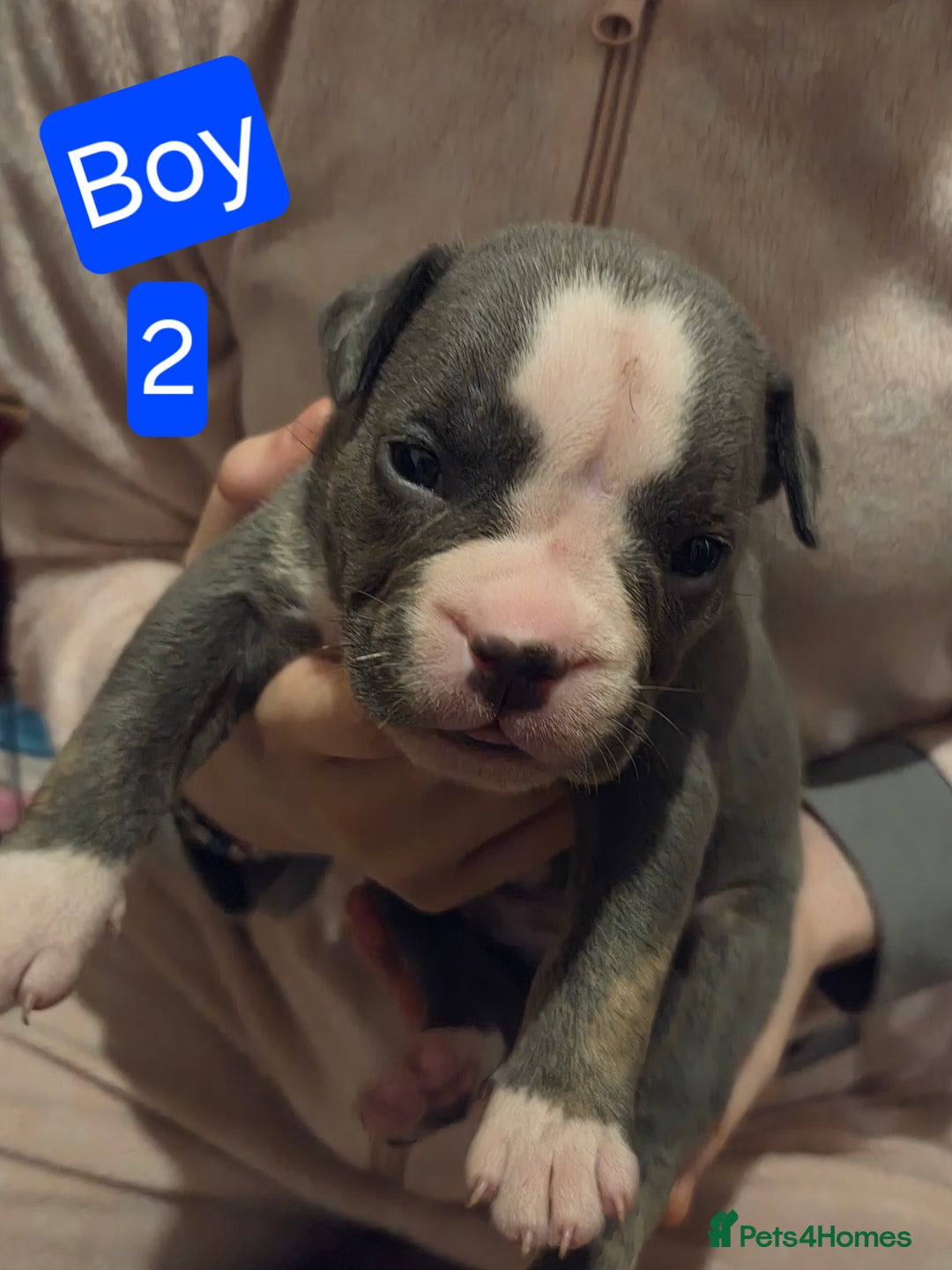 Mixed Breed dogs for sale: Frenglish x American Bully Puppies  - Advert 5