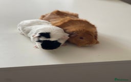 Guinea Pig rodents for sale: Lovely guinea pigs  - Image 1