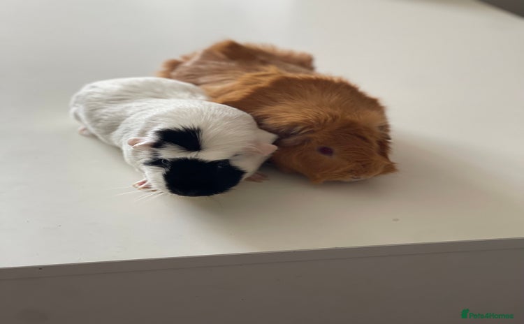 Guinea Pig rodents - Advert 1