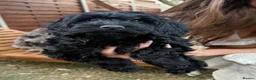 Cockapoo dogs for sale: *LAST 3 LEFT READY TO LEAVE*F1B Cockapoos🐶 - Advert 11
