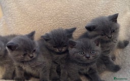 British Shorthair cats for sale: Active champion bloodline BSH kittens GCCF reg in Manchester - Image 4